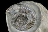 Jurassic Ammonite (Hildoceras) Fossil - England #176347-1